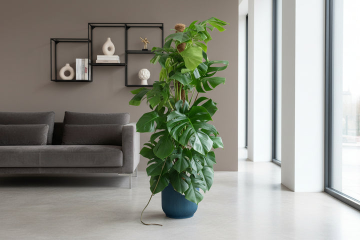 Kombiangebot - Monstera Pertusum XL Fold Round - 150cm