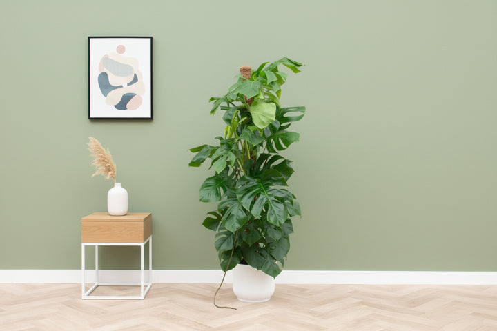 Kombiangebot - Monstera Pertusum XL Fold Round - 150cm