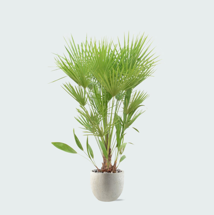 Kombipaket - Chamaerops Humilis inklusive Topf Grigio new egg - 170cm