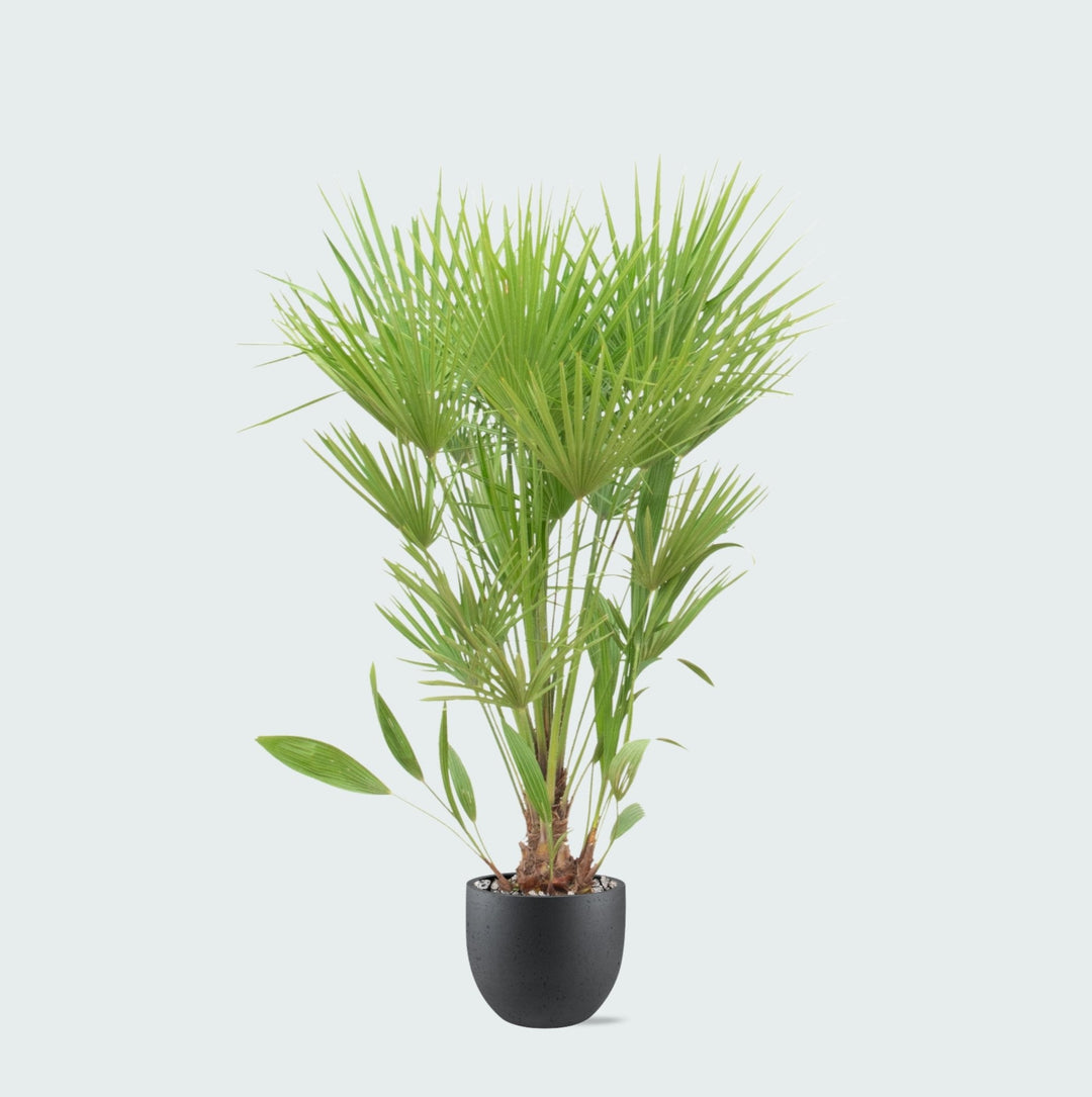 Kombipaket - Chamaerops Humilis inklusive Topf Grigio new egg - 170cm