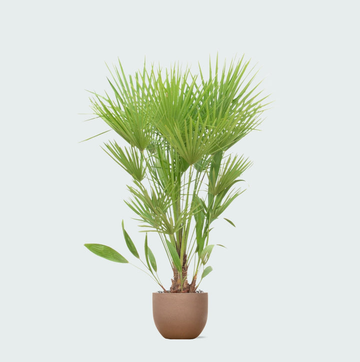 Kombipaket - Chamaerops Humilis inklusive Topf Grigio new egg - 170cm