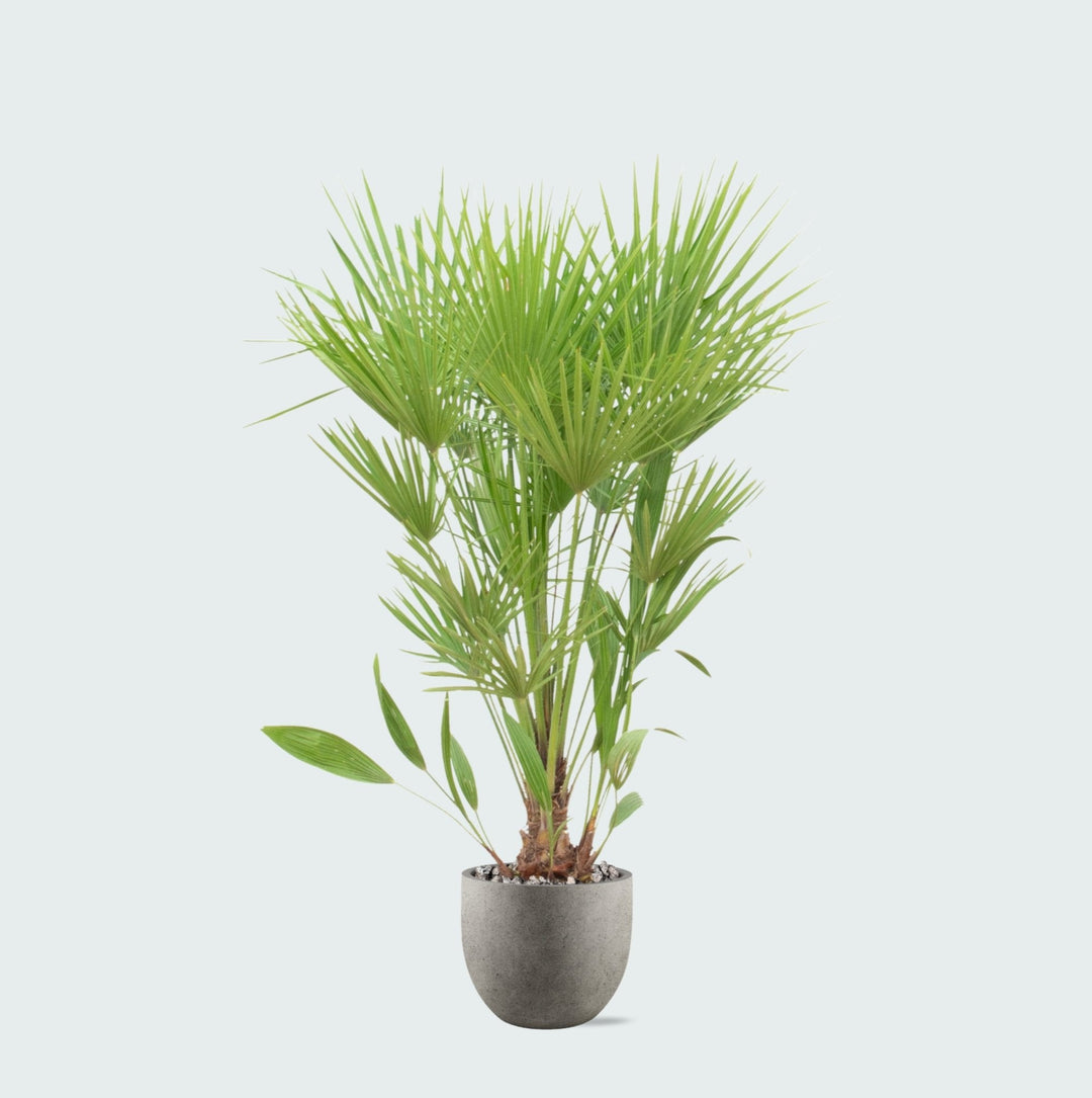 Kombipaket - Chamaerops Humilis inklusive Topf Grigio new egg - 170cm