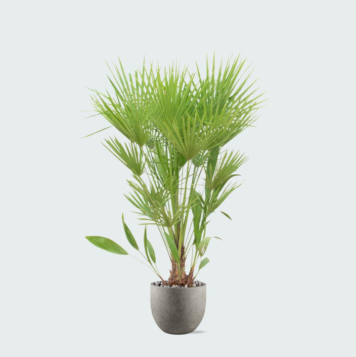 Kombipaket - Chamaerops Humilis inklusive Topf Grigio new egg - 170cm
