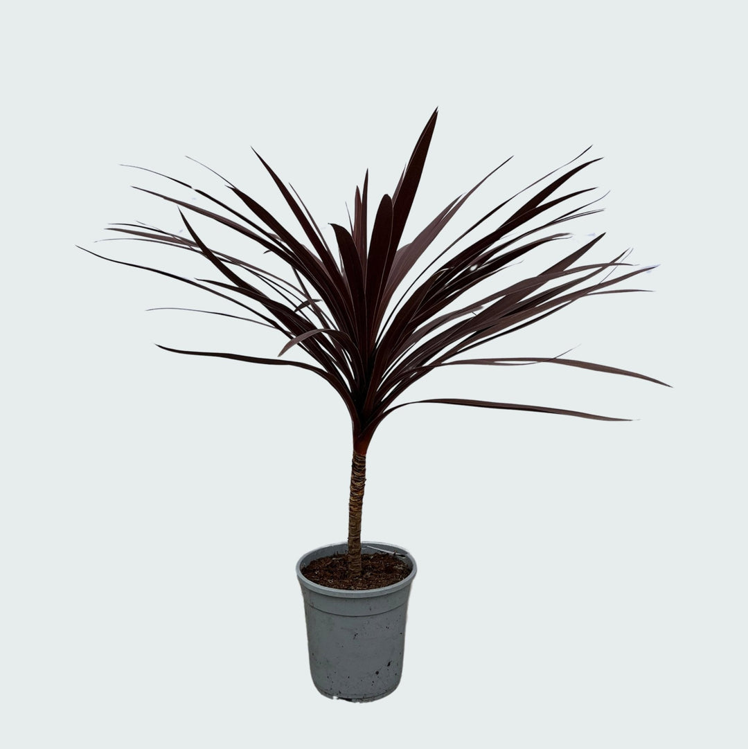 Cordyline Australis Red Star - 120cm - Keulenpalme