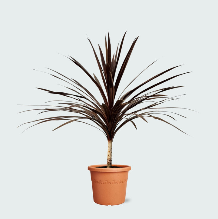 Cordyline Australis Red Star - 120cm - Keulenpalme