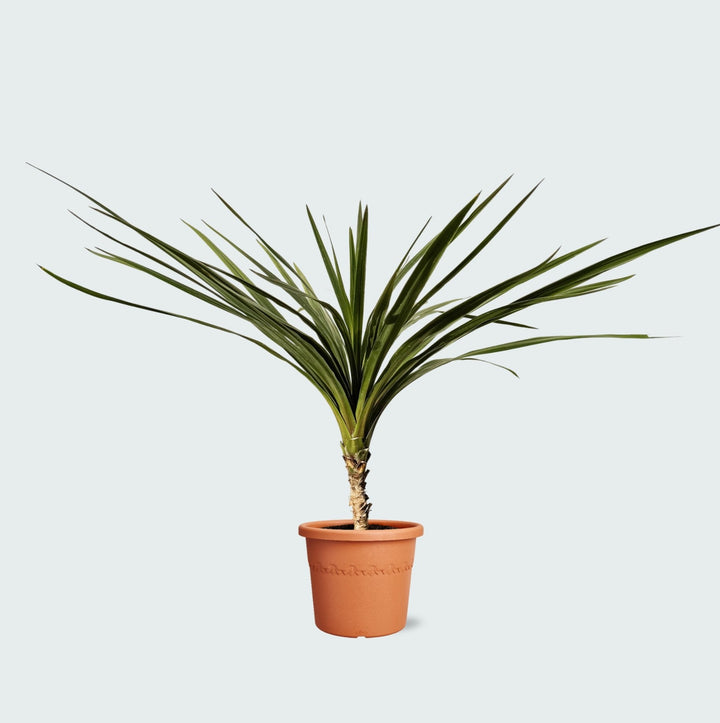 Cordyline Indivisa - 150cm - Koordinationpalme