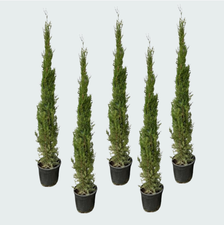 5x Cupressus Sempervirens Totem - 170cm - Zimmerpflanze Kaufen