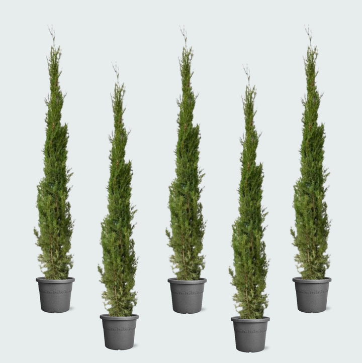 5x Cupressus Sempervirens Totem - 170cm - Zimmerpflanze Kaufen