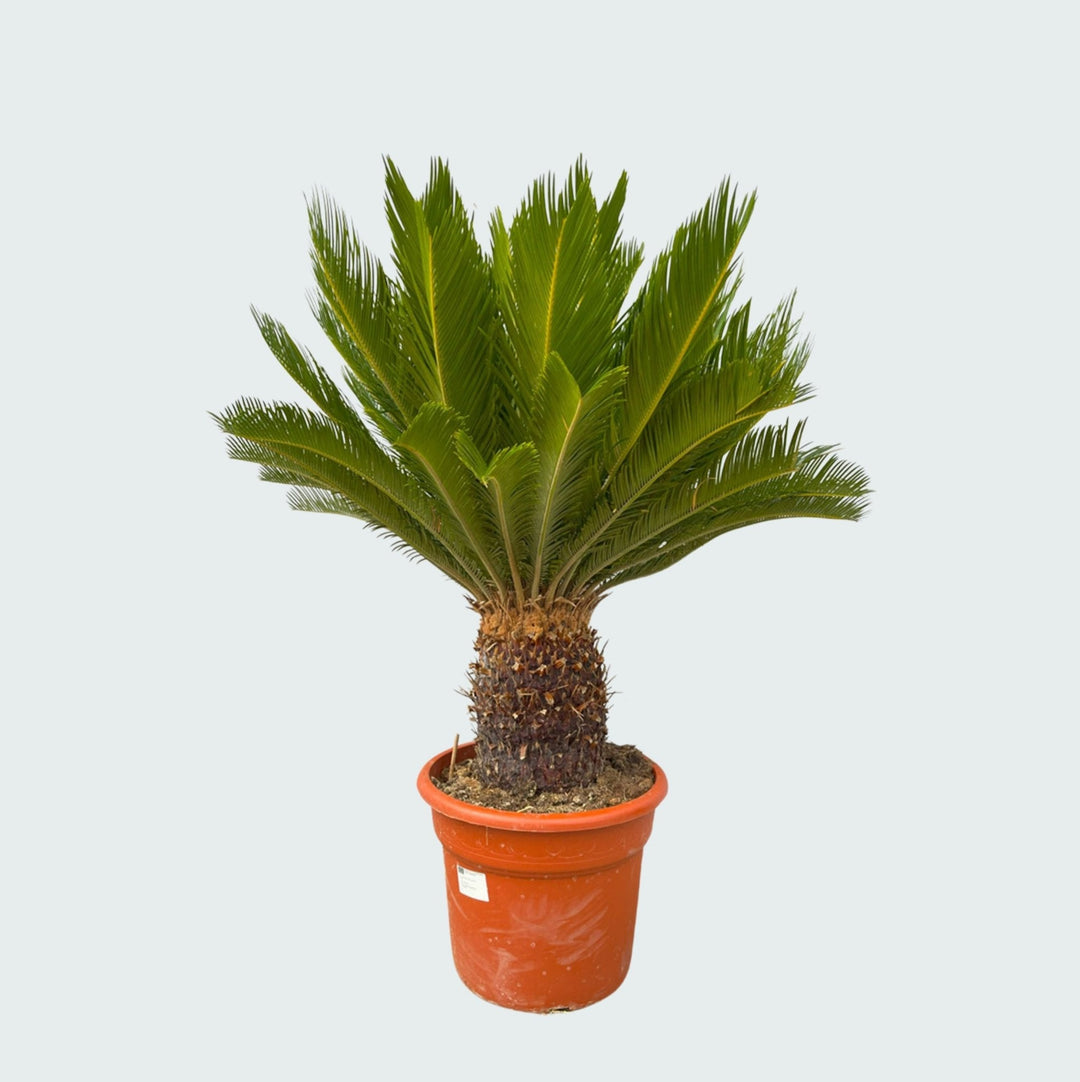 Cycas Revoluta - 130cm - Zimmerpflanze Kaufen