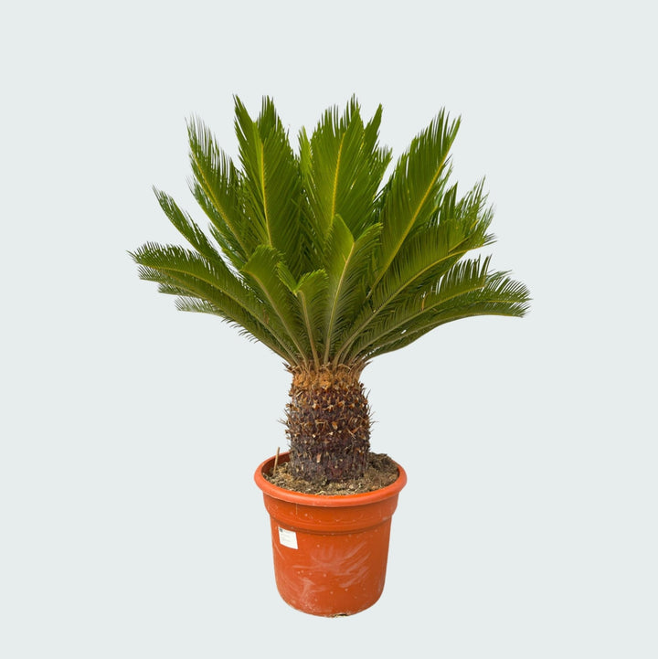 Cycas Revoluta - 130cm - Zimmerpflanze Kaufen