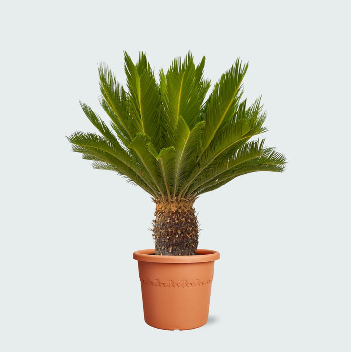 Cycas Revoluta - 130cm - Zimmerpflanze Kaufen