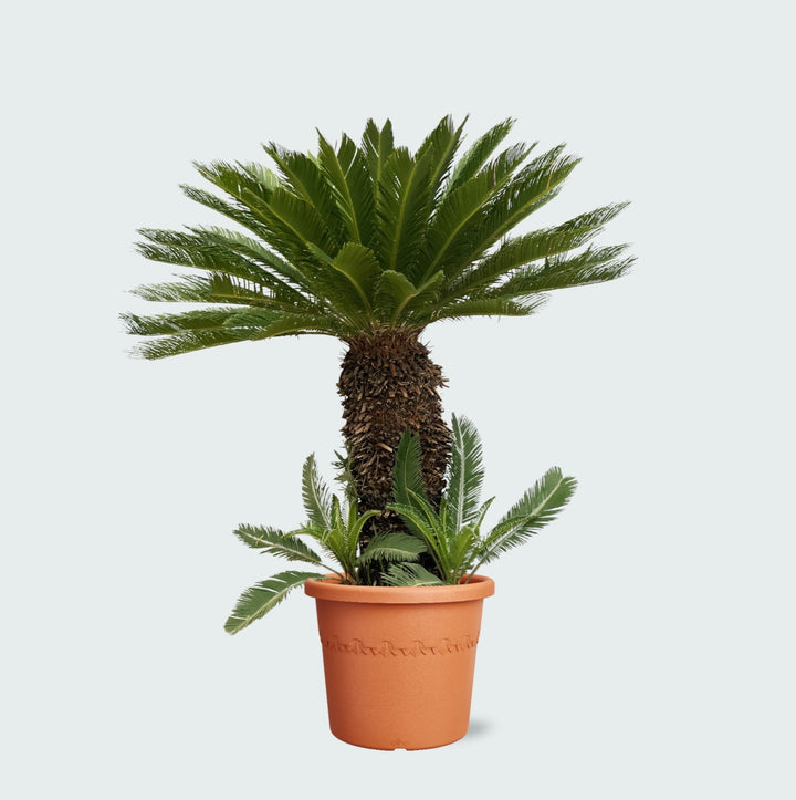 Cycas Revoluta - 180cm - Zimmerpflanze Kaufen