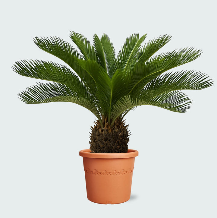 Cycas Revoluta - 70 cm - Zimmerpflanze Kaufen