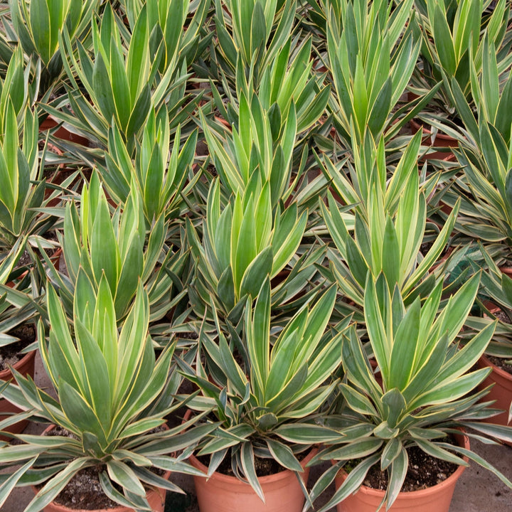 Yucca Gloriosa Variegata - 50cm - Palmlilie Zimmerpflanze