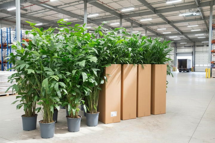 Caryota Mitis – 250cm – Fischschwanzpalme Tropisch