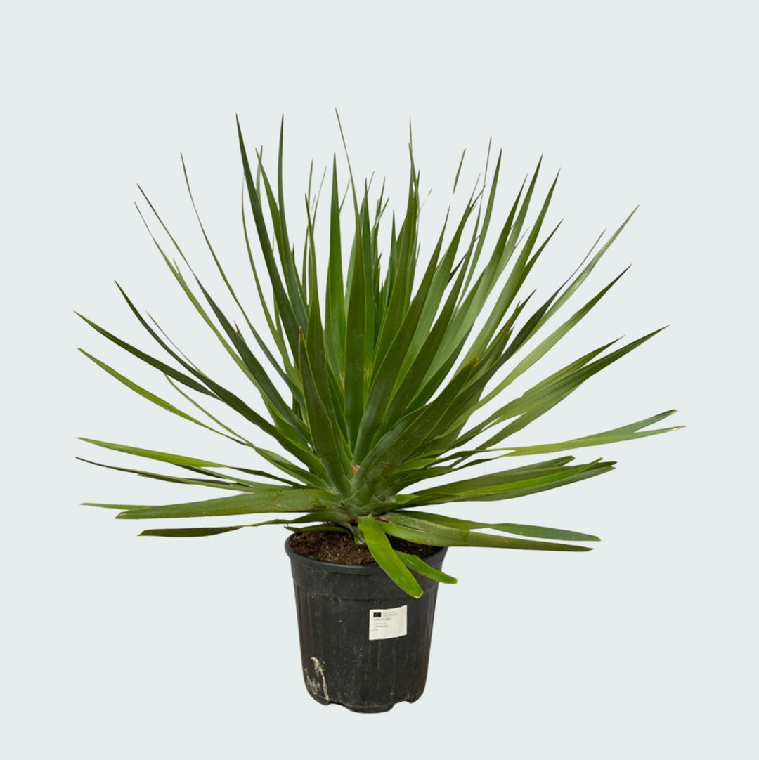 Dracaena Draco - 100cm - Drachenbaum Zimmerpflanze