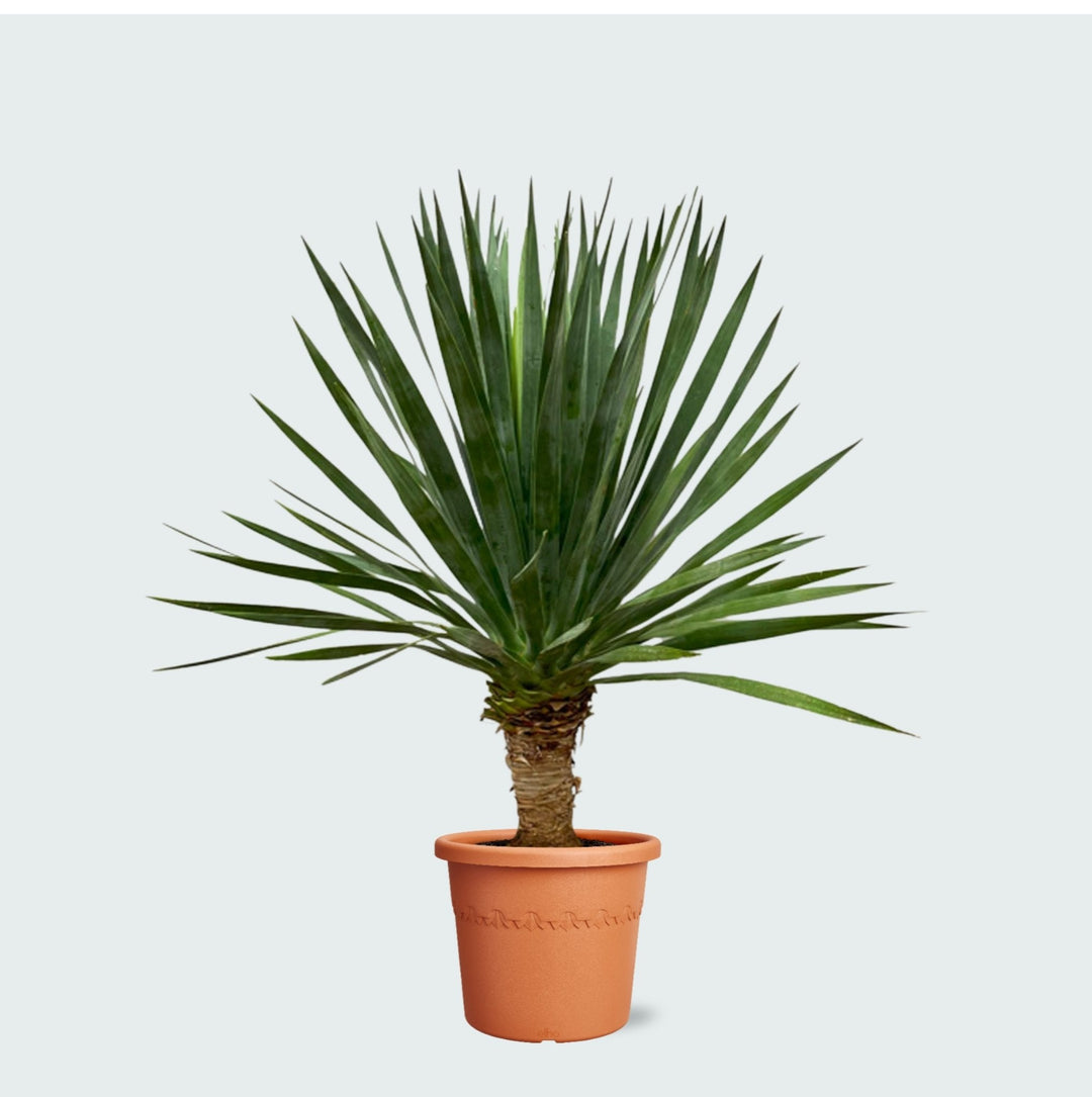 Dracaena Draco - 130 cm - Drachenbaum Zimmerpflanze