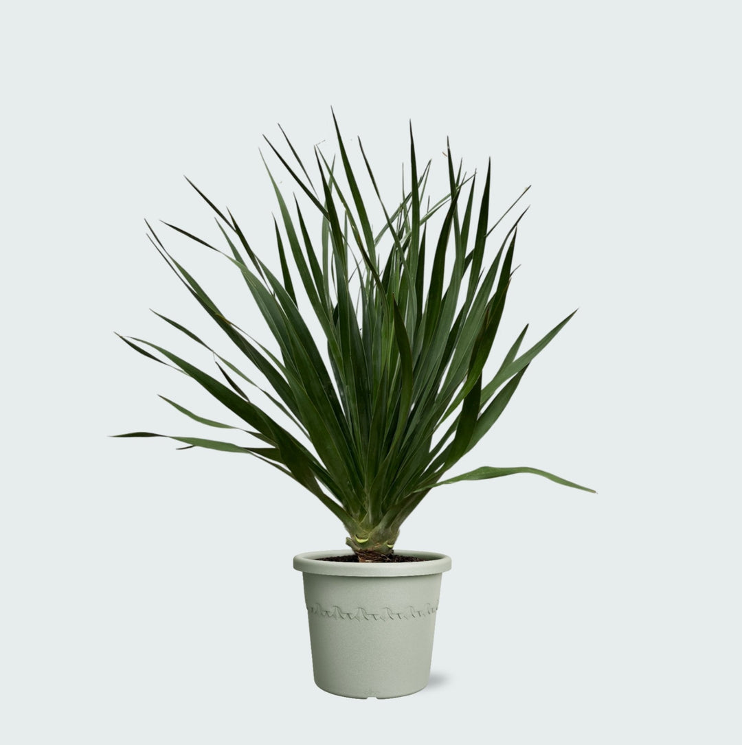 Dracaena Draco - 100cm - Drachenbaum Zimmerpflanze