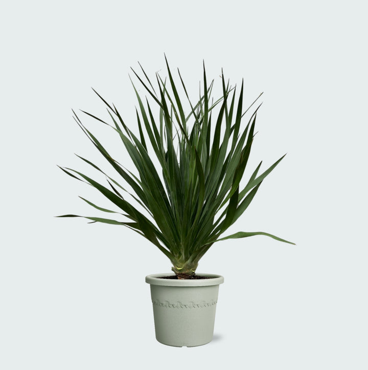 Dracaena Draco - 100cm - Drachenbaum Zimmerpflanze