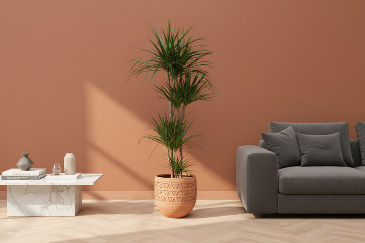 Dracaena Marginata XL - 180cm - Drachenbaum - Drachenbaum Zimmerpflanze