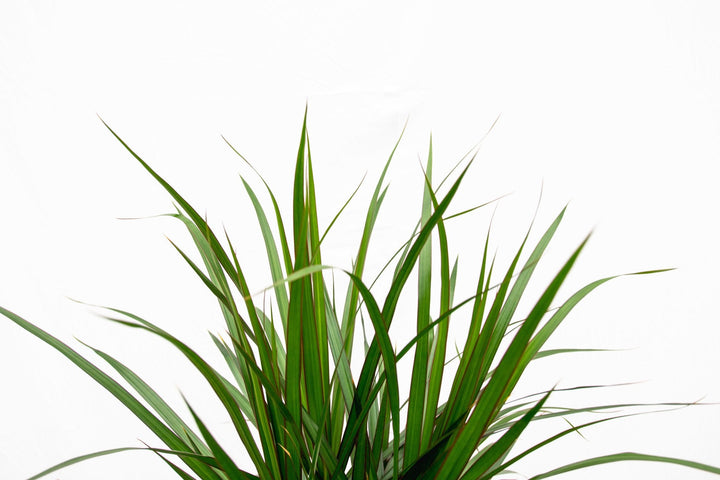 Dracaena Marginata XL - 180cm - Drachenbaum - Drachenbaum Zimmerpflanze