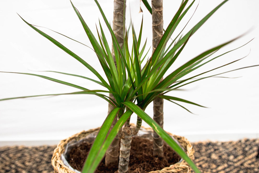 Dracaena Marginata XL - 180cm - Drachenbaum - Drachenbaum Zimmerpflanze