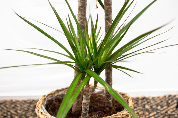 Dracaena Marginata XL - 180cm - Drachenbaum - Drachenbaum Zimmerpflanze