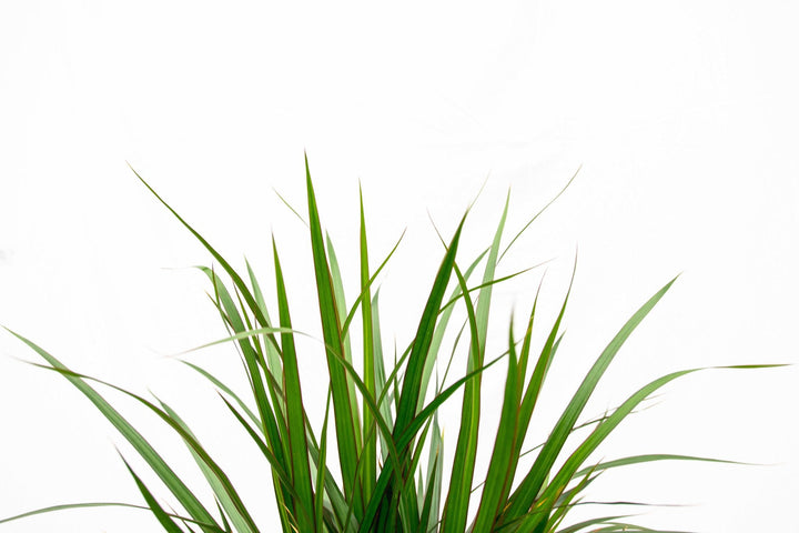 Dracaena Marginata XL - 180cm - Drachenbaum - Drachenbaum Zimmerpflanze