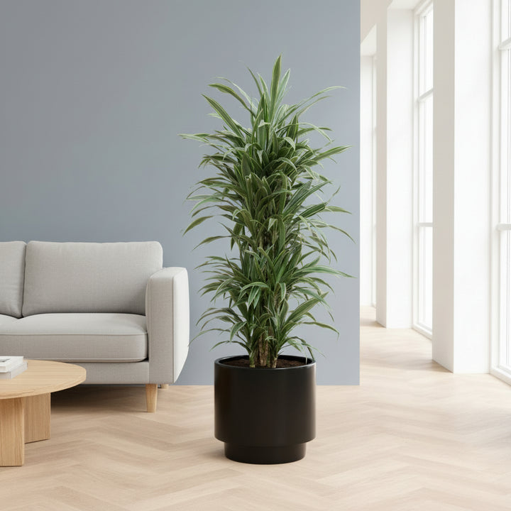 Dracaena Warneckei verzweigt - 145cm - Drachenbaum Zimmerpflanze