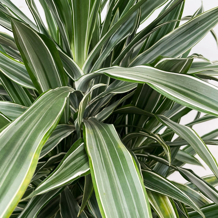 Dracaena Warneckei verzweigt - 145cm - Drachenbaum Zimmerpflanze