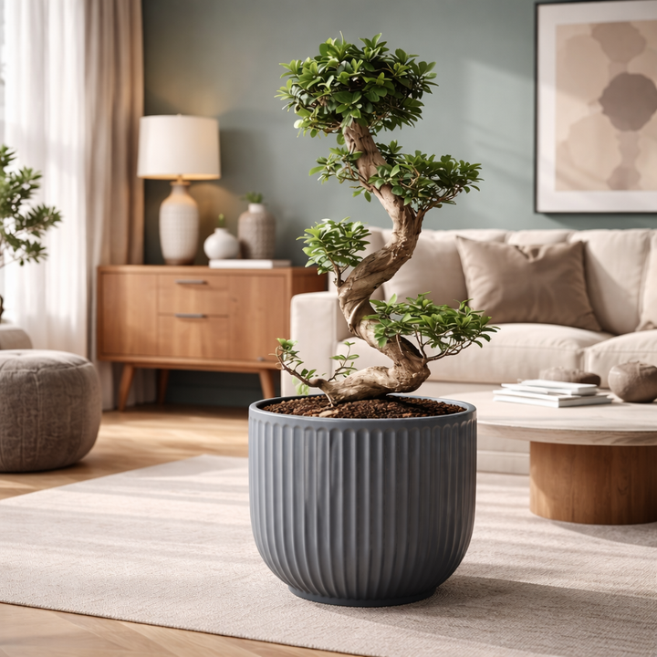 Ficus Ginseng Bonsai S-Form | 80 cm | Zimmerpflanze