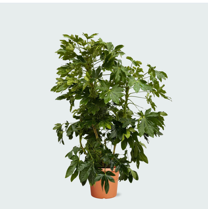 Zimmeraralie (Fatsia japonica) - 160cm - Zimmeraralie Zimmerpflanze