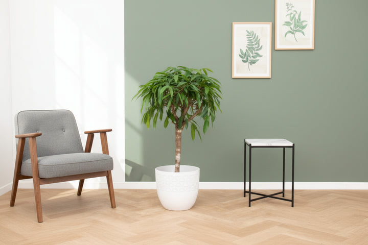 Ficus Amstel King - 130cm - Ficus Zimmerpflanze