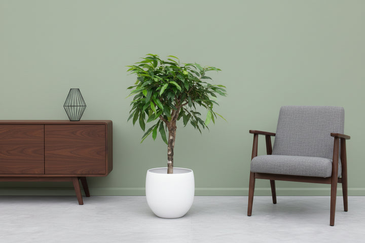 Ficus Amstel King - 130cm - Ficus Zimmerpflanze