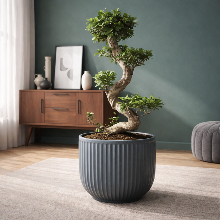 Ficus Ginseng Bonsai S-Form | 80 cm | Zimmerpflanze