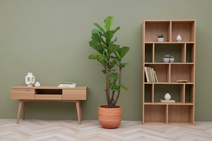 Ficus Lyrata verzweigt - 130cm - Geigenfeige - Zimmerpflanze