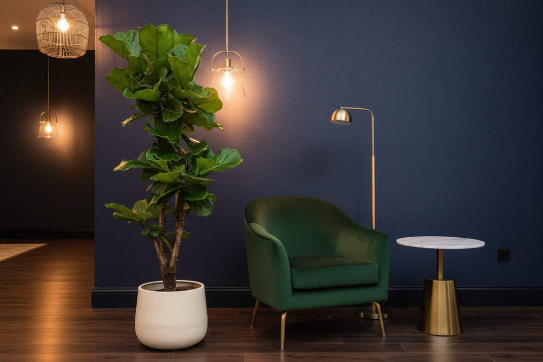 Ficus Lyrata verzweigt - 130cm - Geigenfeige - Zimmerpflanze