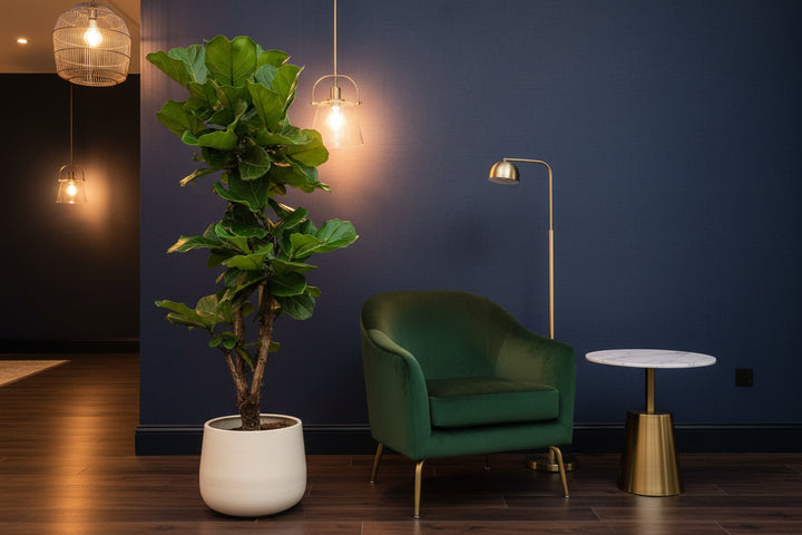 Ficus Lyrata verzweigt - 130cm - Geigenfeige - Zimmerpflanze