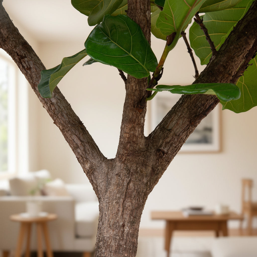 Ficus Lyrata XXXL - 300cm - Geigenfeige - Zimmerpflanze