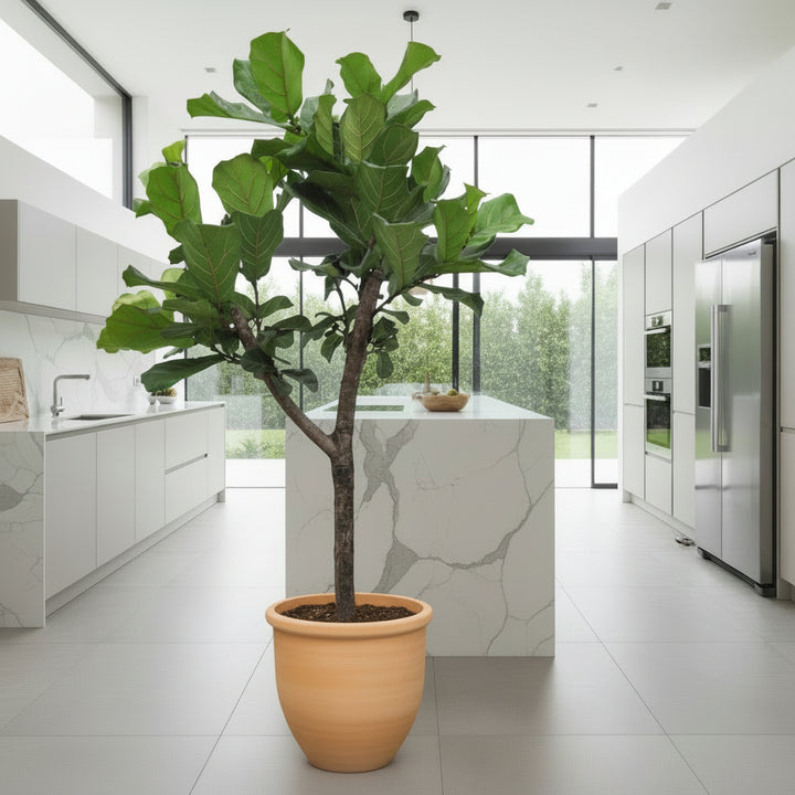 Ficus Lyrata Baum XL - 180cm - Geigenfeige - Zimmerpflanze