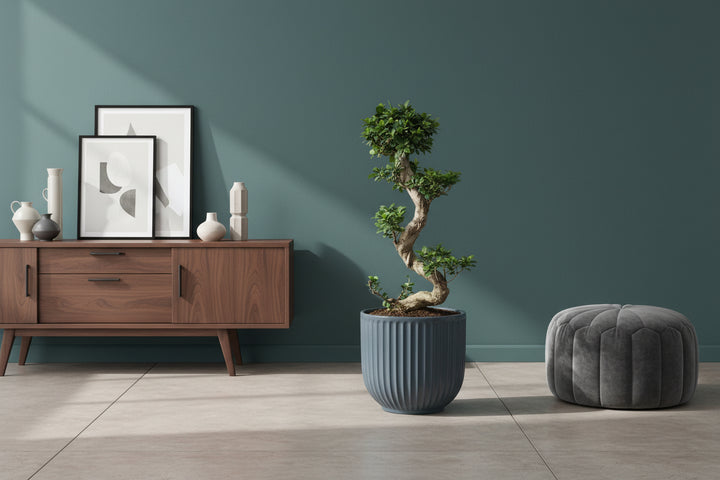 Ficus Ginseng Bonsai S-Form | 80 cm | Zimmerpflanze