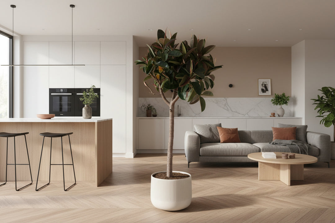 Ficus Elastica Robusta auf Stamm – 180 cm – Gummibaum