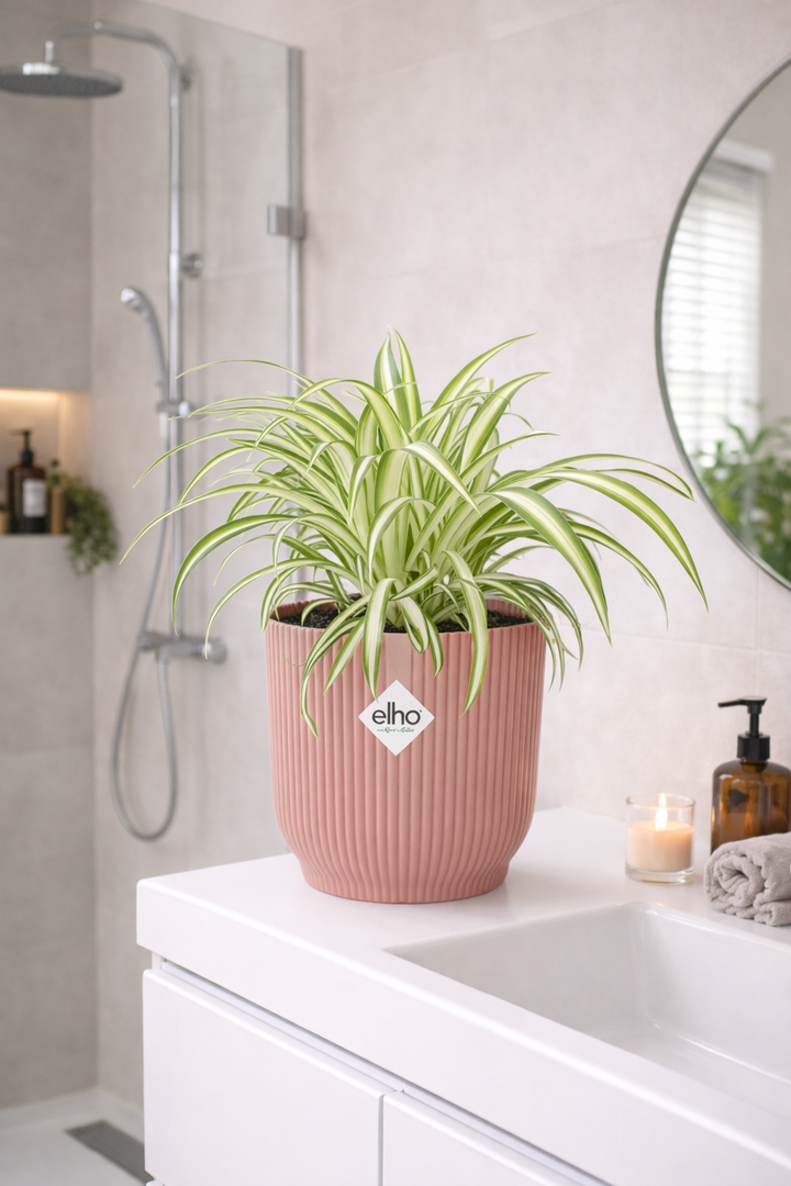 Grünlilie Chlorophytum Comosum in ELHO Vibes Fold Rosa – Ø14cm