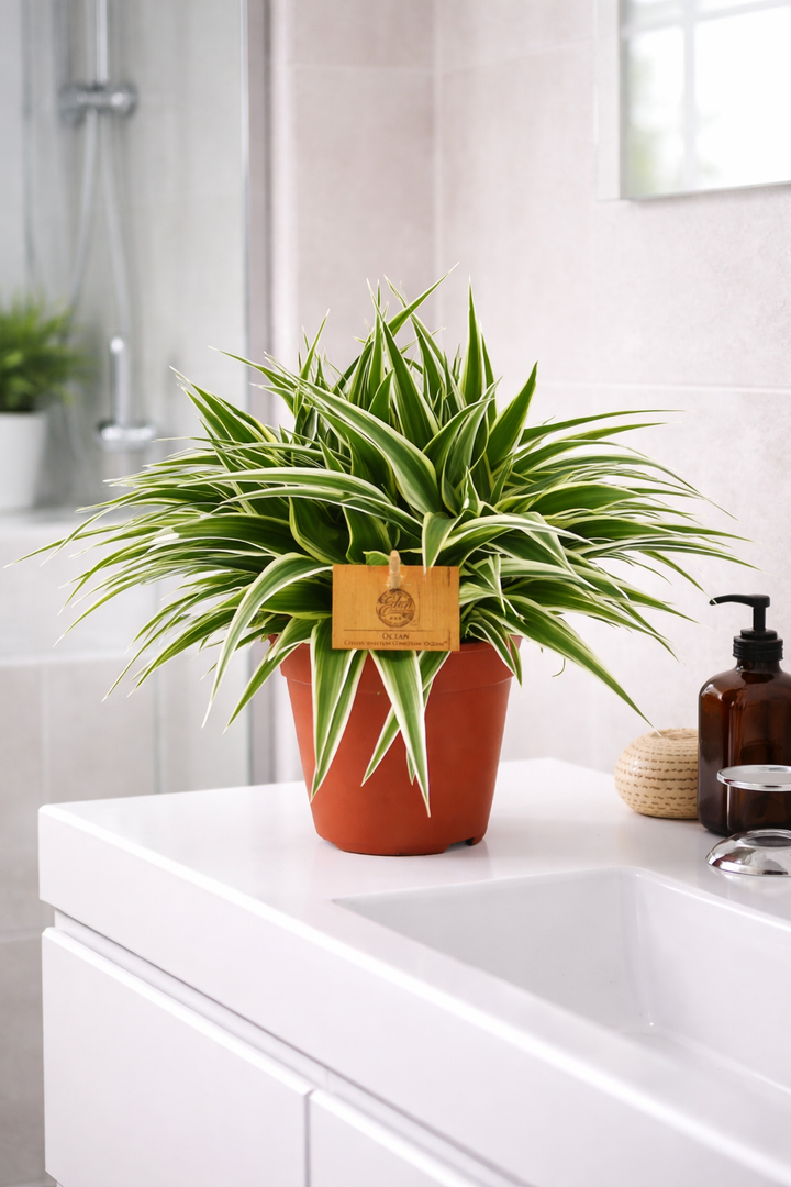 Grünlilie Chlorophytum Ocean – Ø15cm | Luftreinigende Pflanze