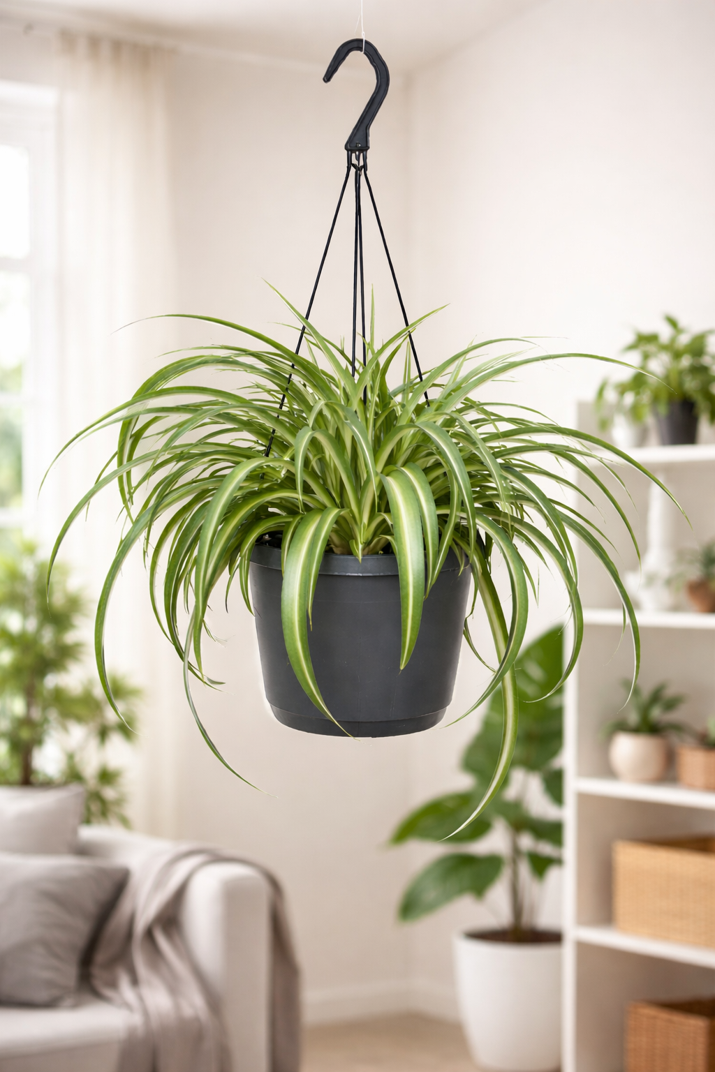 Grünlilie Chlorophytum Comosum Bonnie – Ø17cm | Hängepflanze