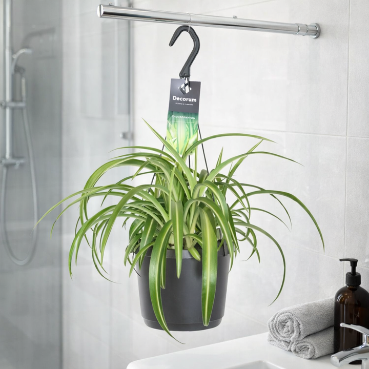 Grünlilie Chlorophytum Comosum Bonnie – Ø17cm | Hängepflanze