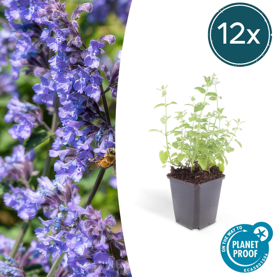 Nepeta 'Six Hills Giant' - 20cm - Zimmerpflanze kaufen