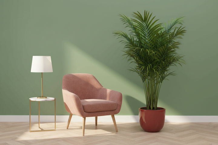 Kentia-Palme – 200 cm – Zimmerpflanze kaufen