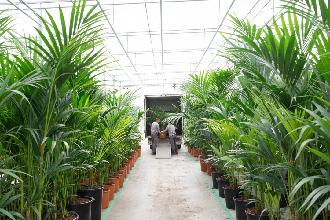 Kentia-Palme – 200 cm – Zimmerpflanze kaufen