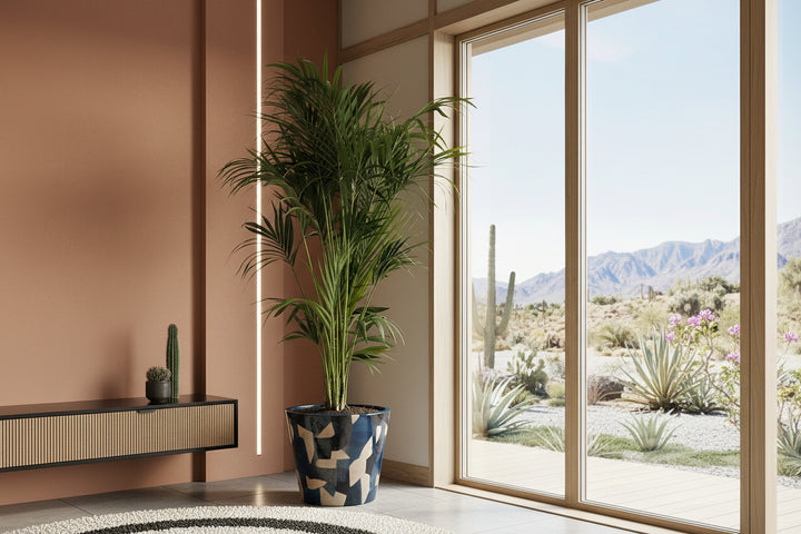 Kentia-Palme – 200 cm – Zimmerpflanze kaufen